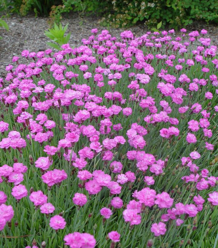 Dianthus gratian. Tiny Rubies