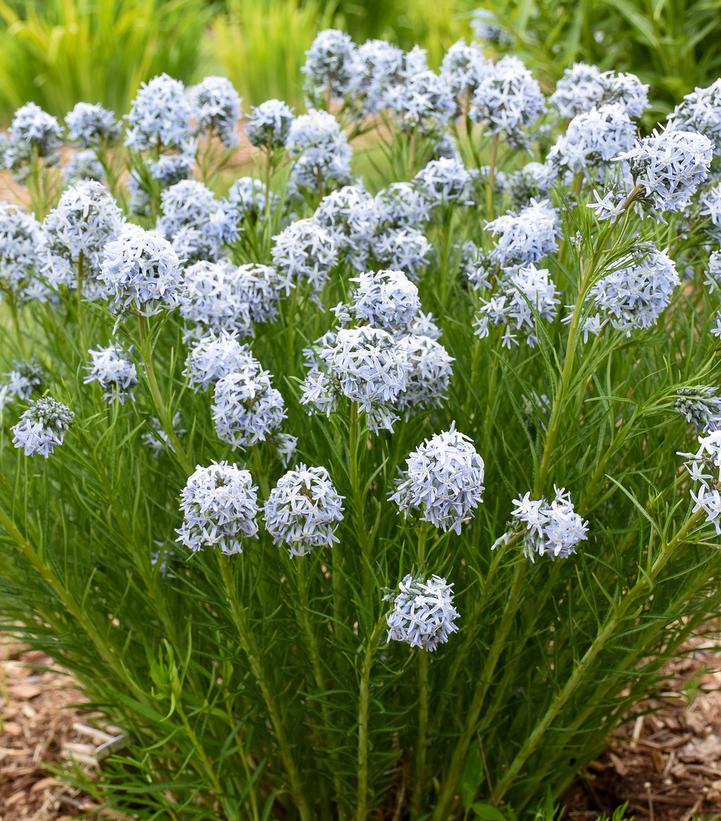 Amsonia hybrid 'String Theory'