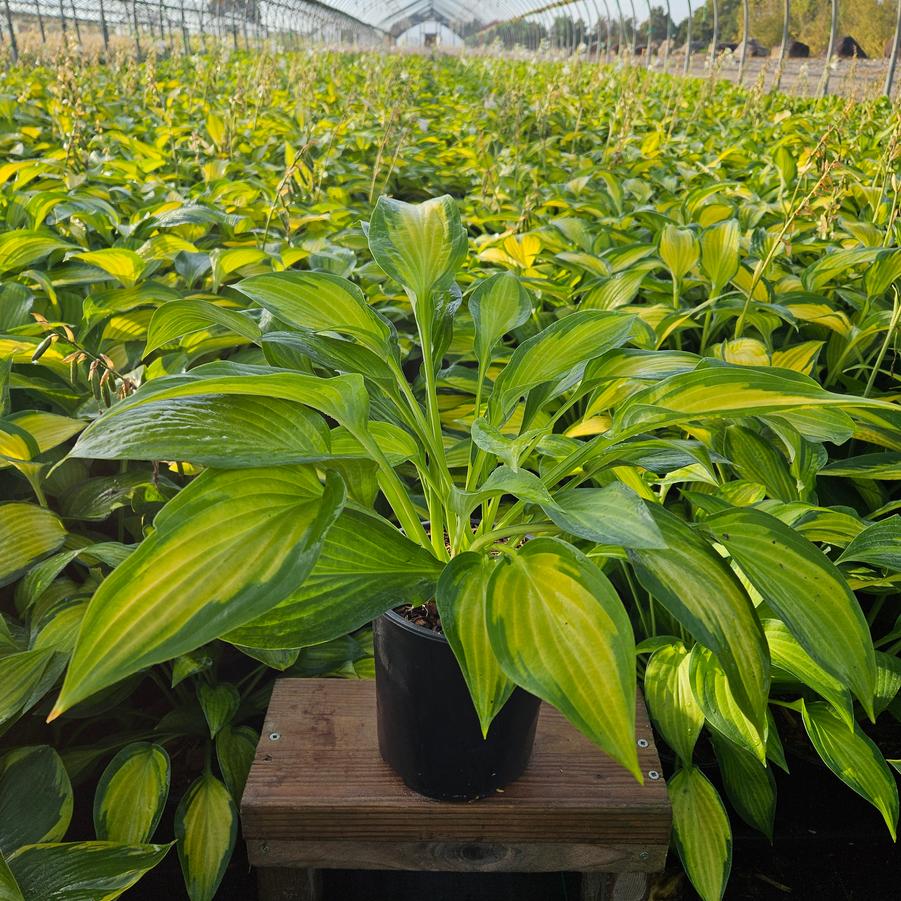 Hosta Pauls Glory