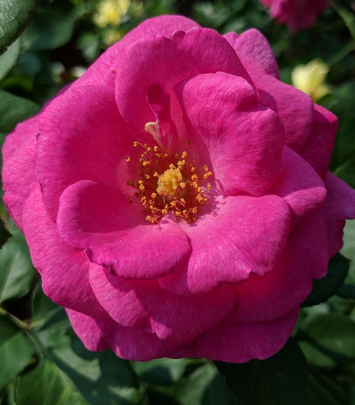 Rosa True Gratitude