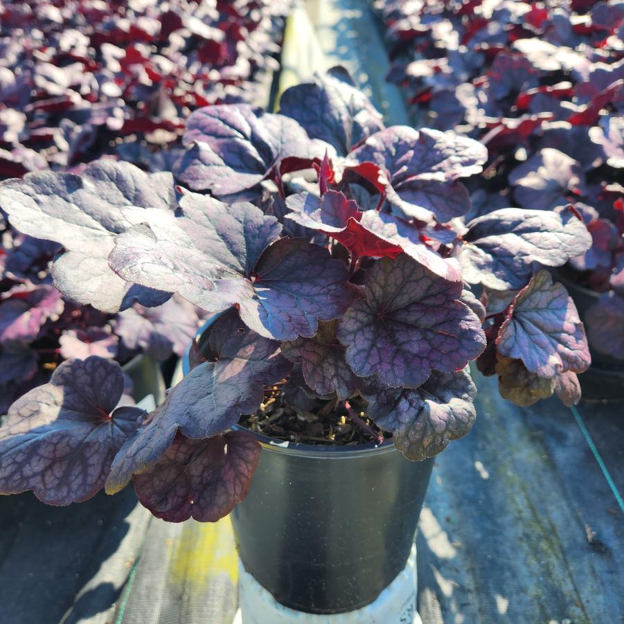 Heuchera Grape Expectations