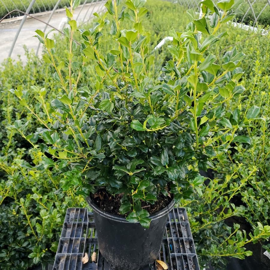 Ilex X meserveae China Girl