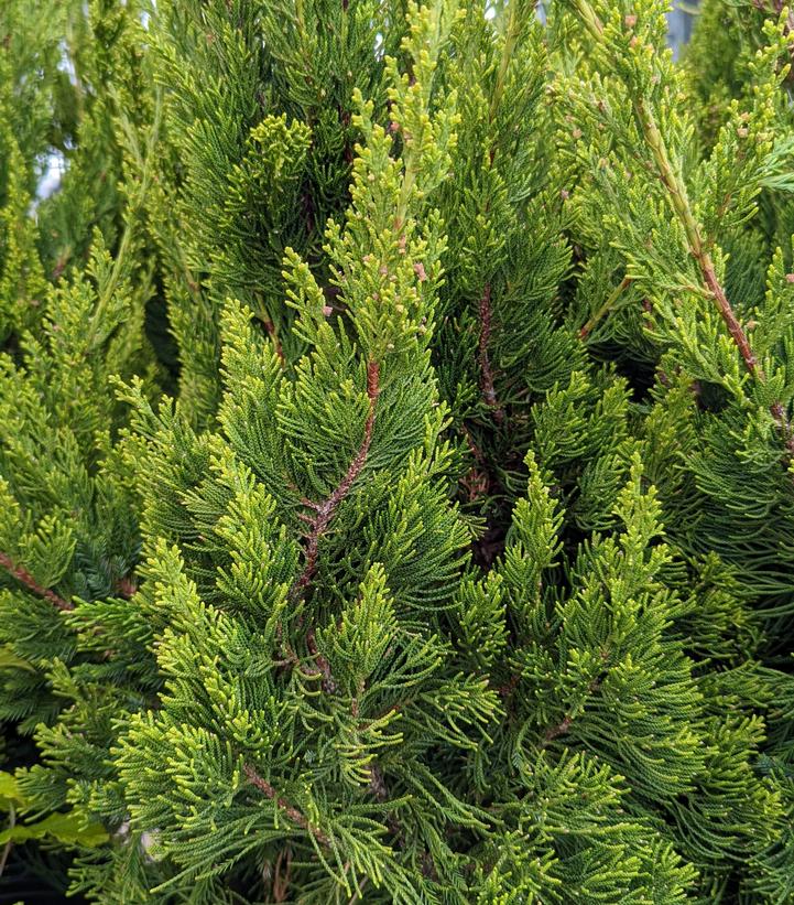 Juniperus chin. Torulosa