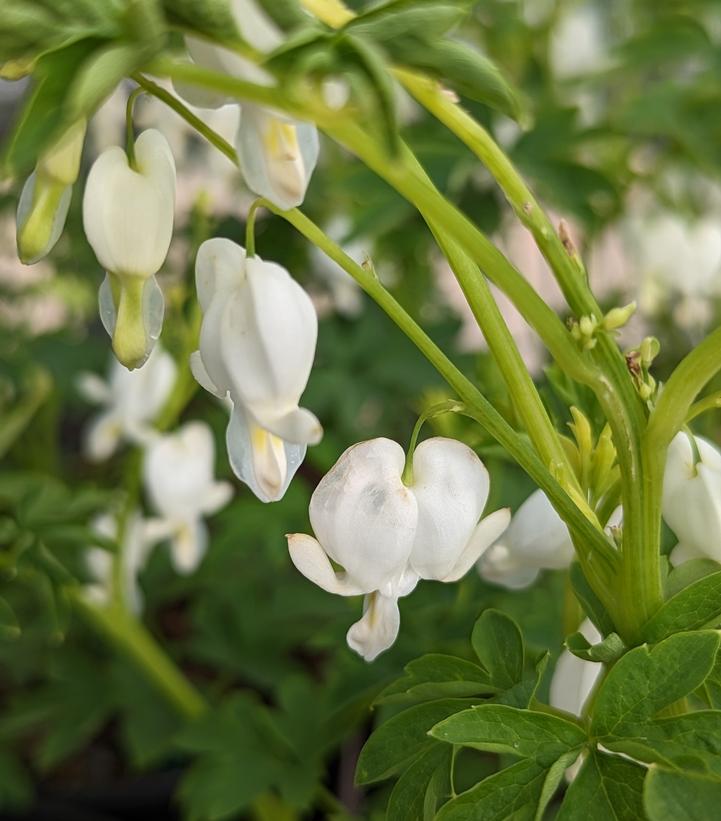 Dicentra spectabilis 'Alba'