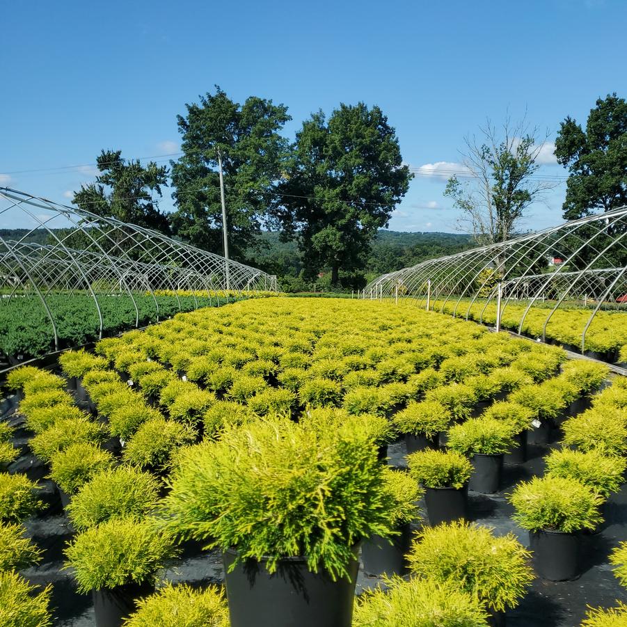 Chamaecyparis pisifera 'Filifera Aurea'