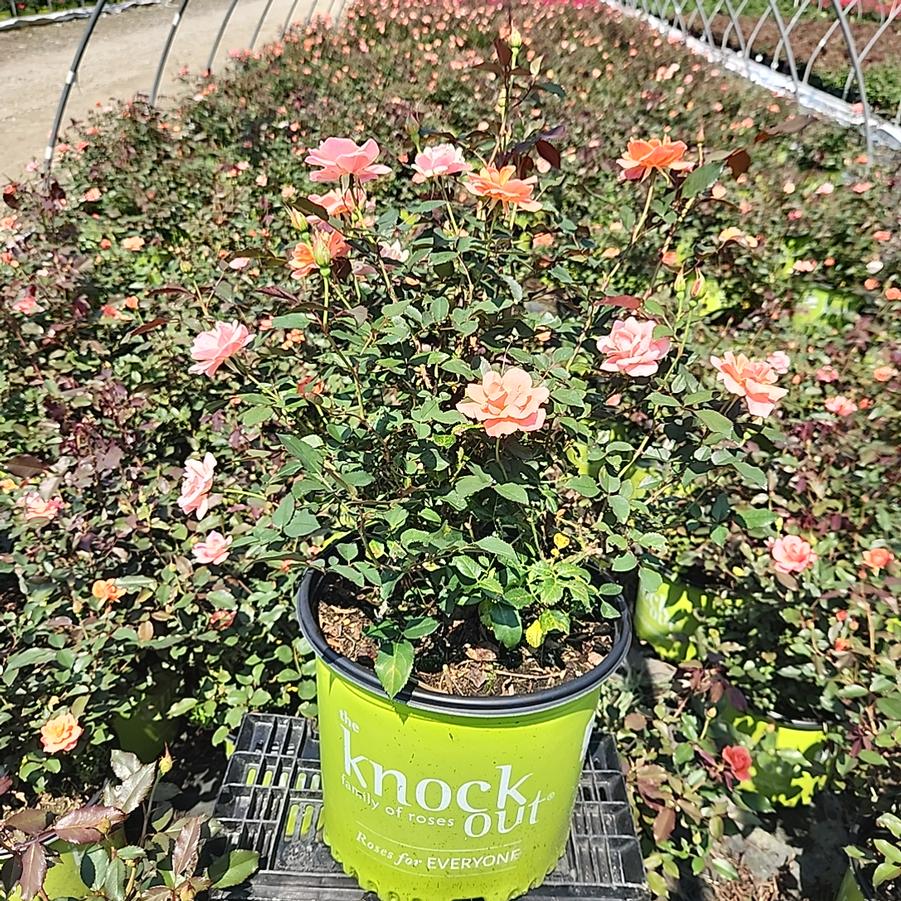 Rosa Coral Knock Out®