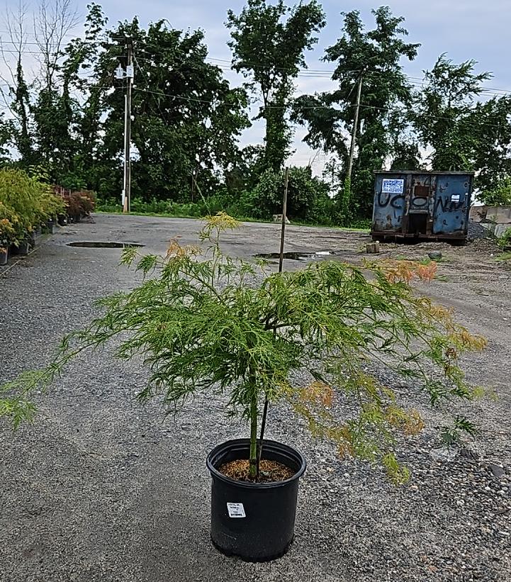 Acer palmatum dissectum 'Waterfall'