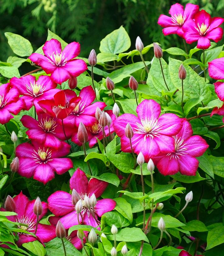 Clematis 'Rouge Cardinal'