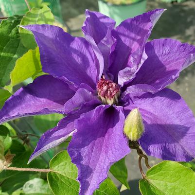 Clematis Lindsay™