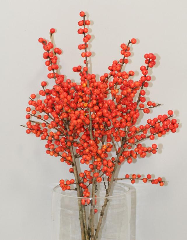 Ilex verticillata Magical® Showtime