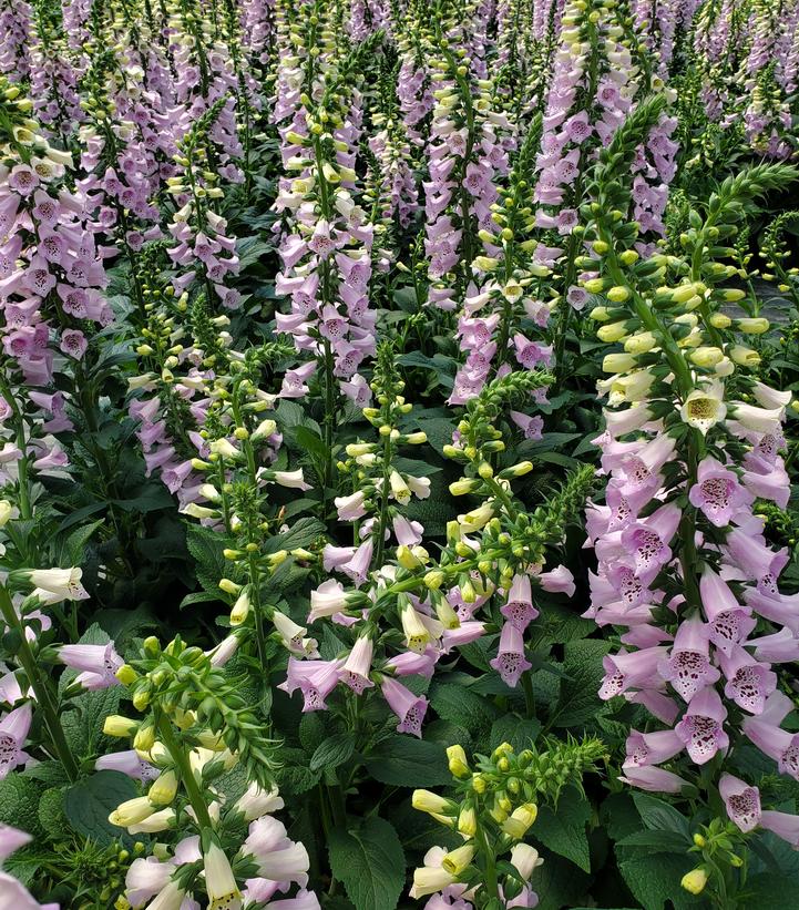 Digitalis purpurea Camelot Lavender