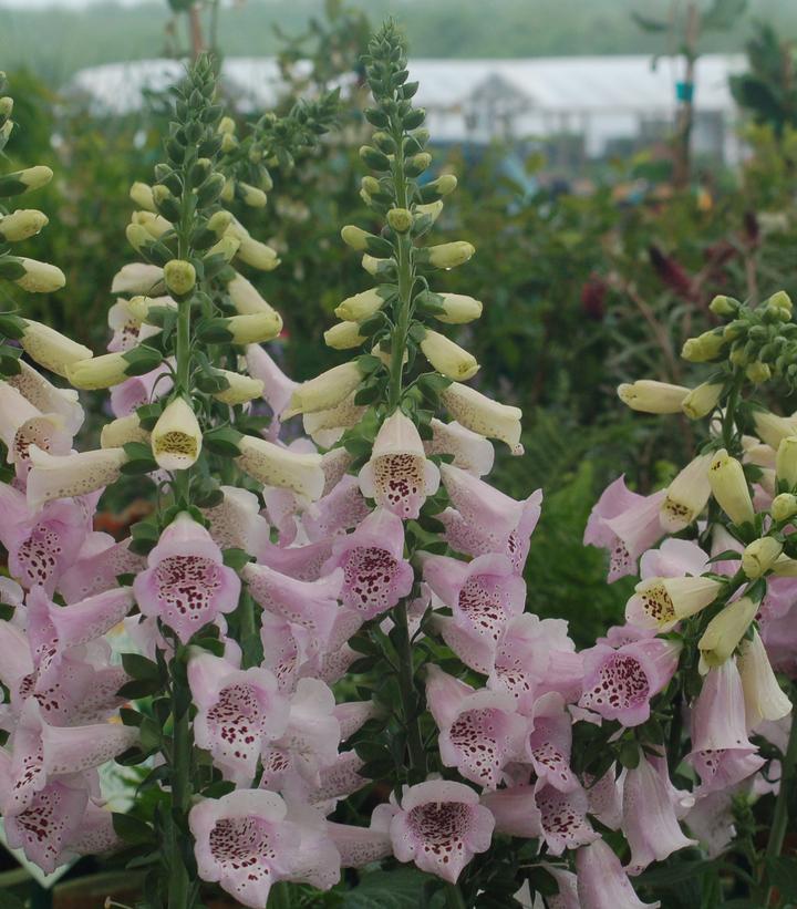 Digitalis purpurea Camelot Lavender