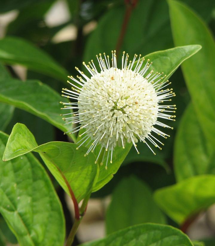 Cephalanthus occidentalis Fiber Optics®