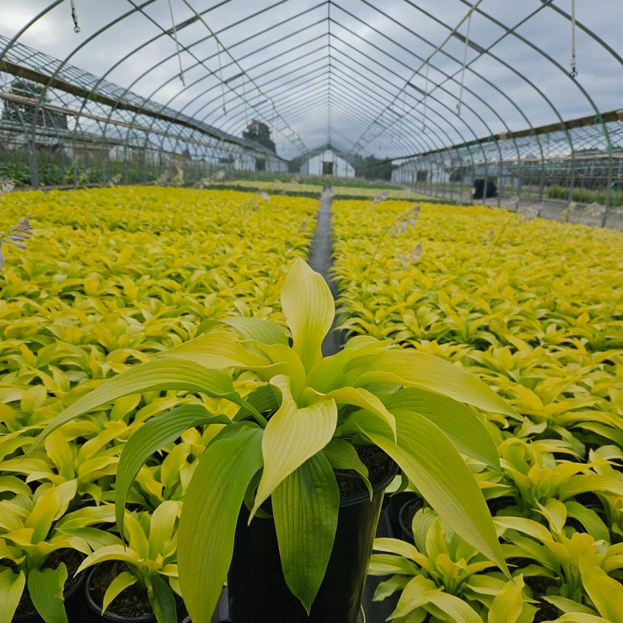 Hosta 'Dancing Queen'