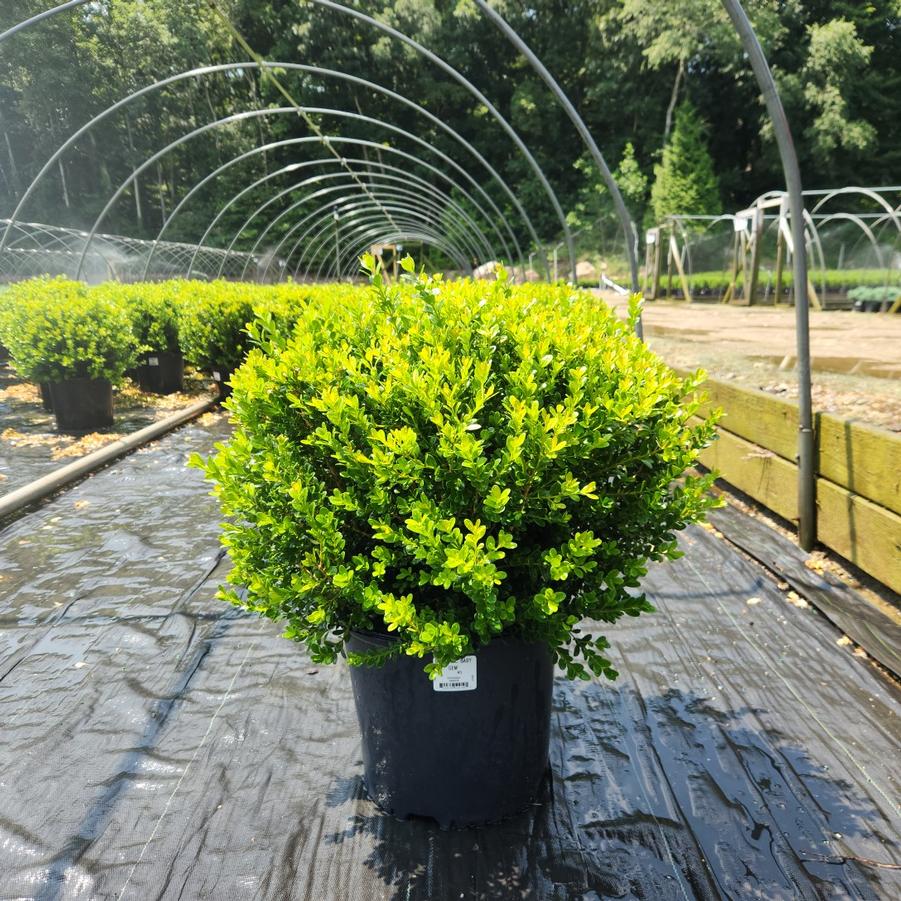 Buxus microphylla var. japonica Baby Gem™