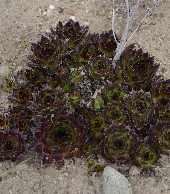 Sempervivum 'Black'