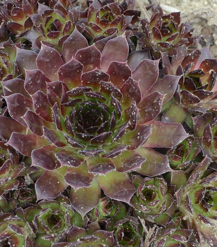 Sempervivum 'Black'