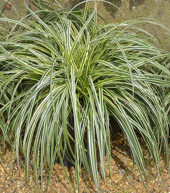 Carex oshimensis 'Feather Falls'