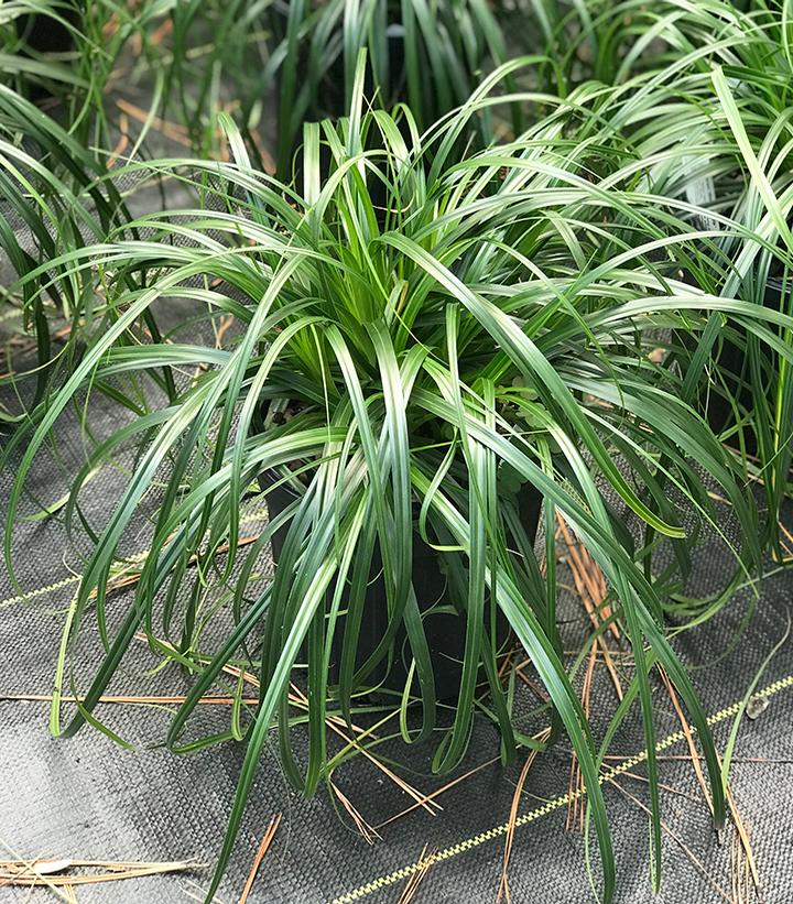 Carex 'Ribbon Falls'