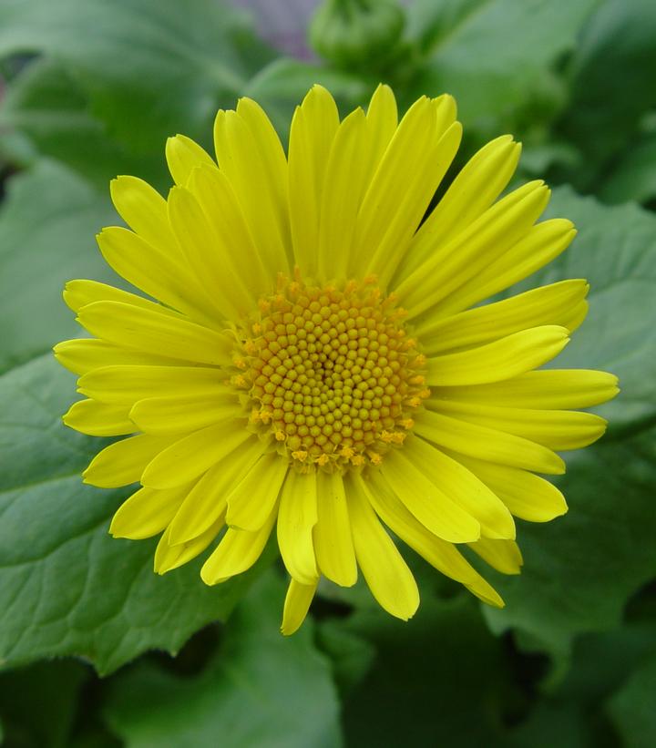 Doronicum orientale 'Leonardo'