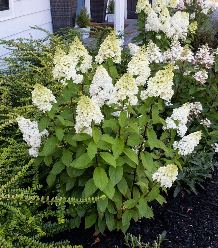 Hydrangea pan. Moonrock®