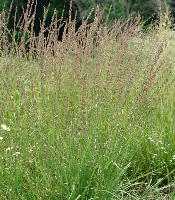 Bouteloua curtipendula 