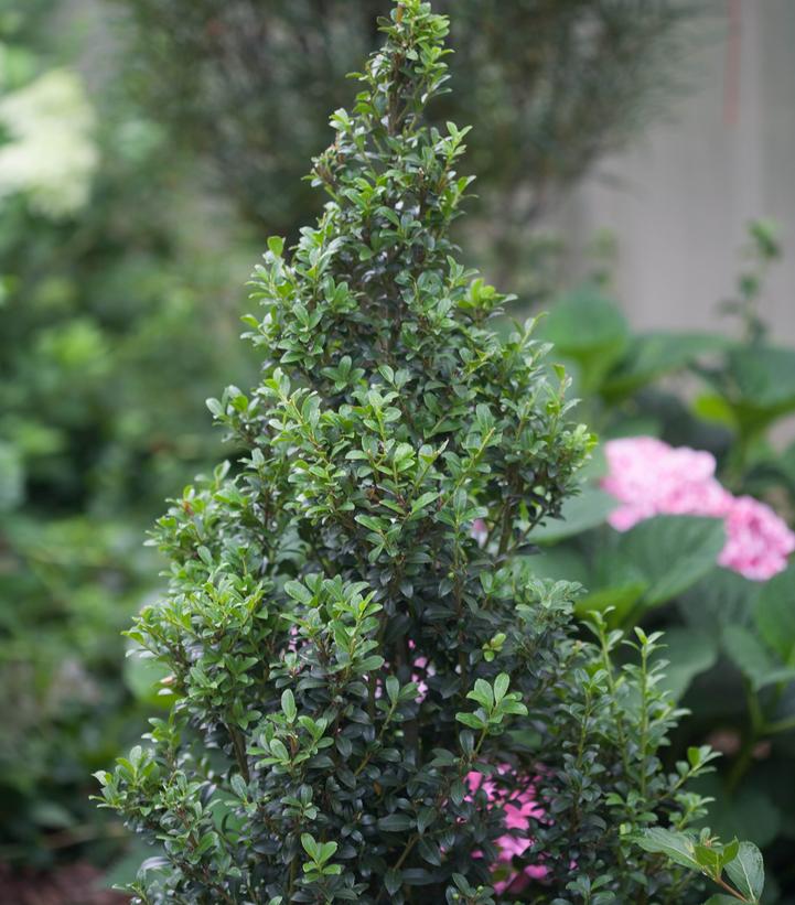 Ilex crenata Sky Box®