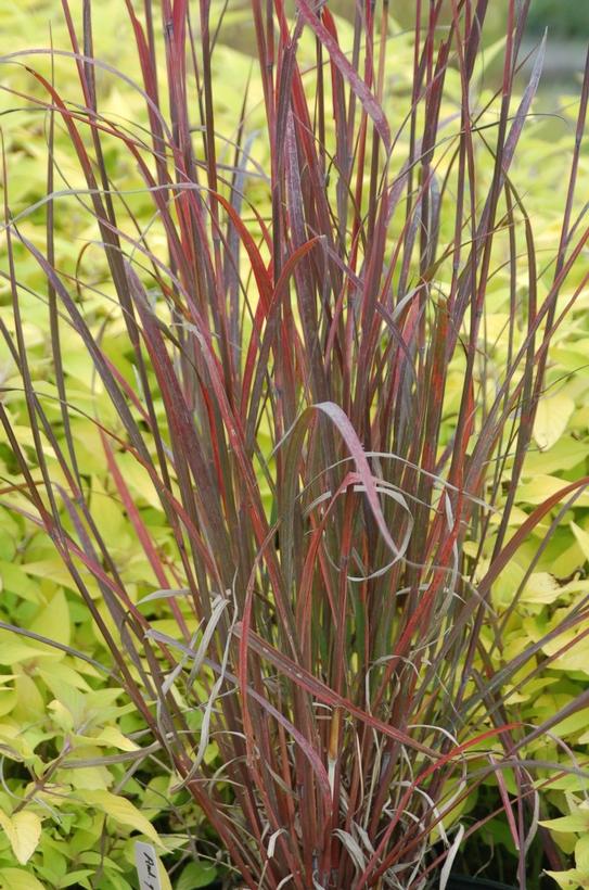 Andropogon gerardii 'Rain Dance'