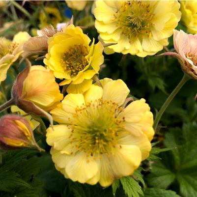 Geum Tempo™ Yellow