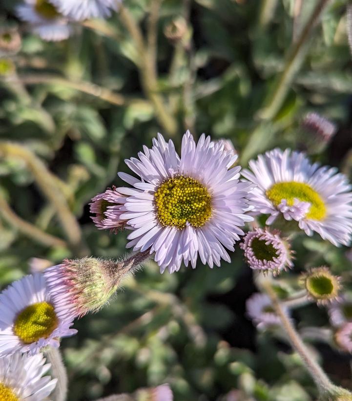 Erigeron pulchellus var. pulchellus 'Lynnhaven Carpet'