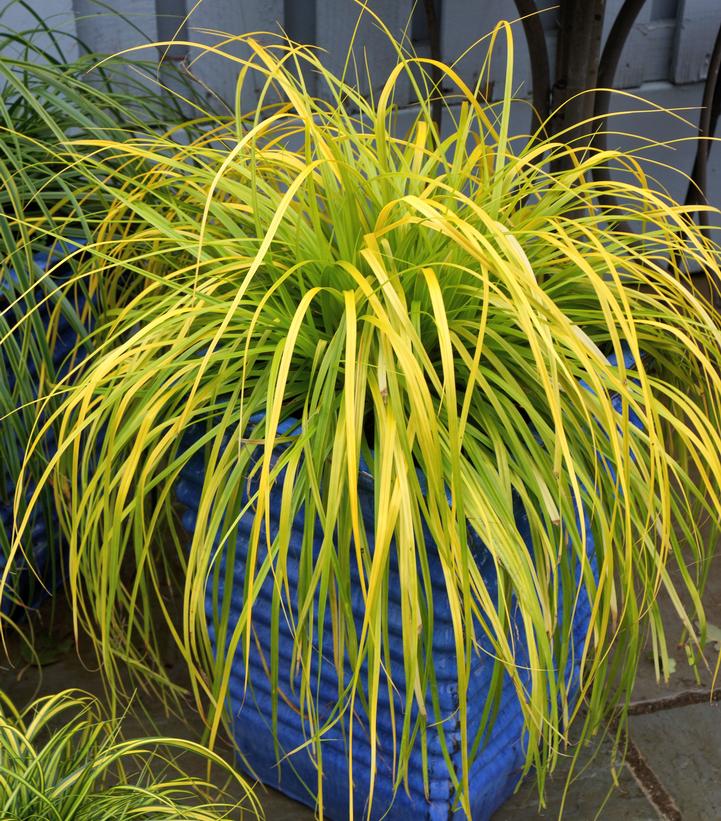 Carex oshimensis EverColor® Everillo