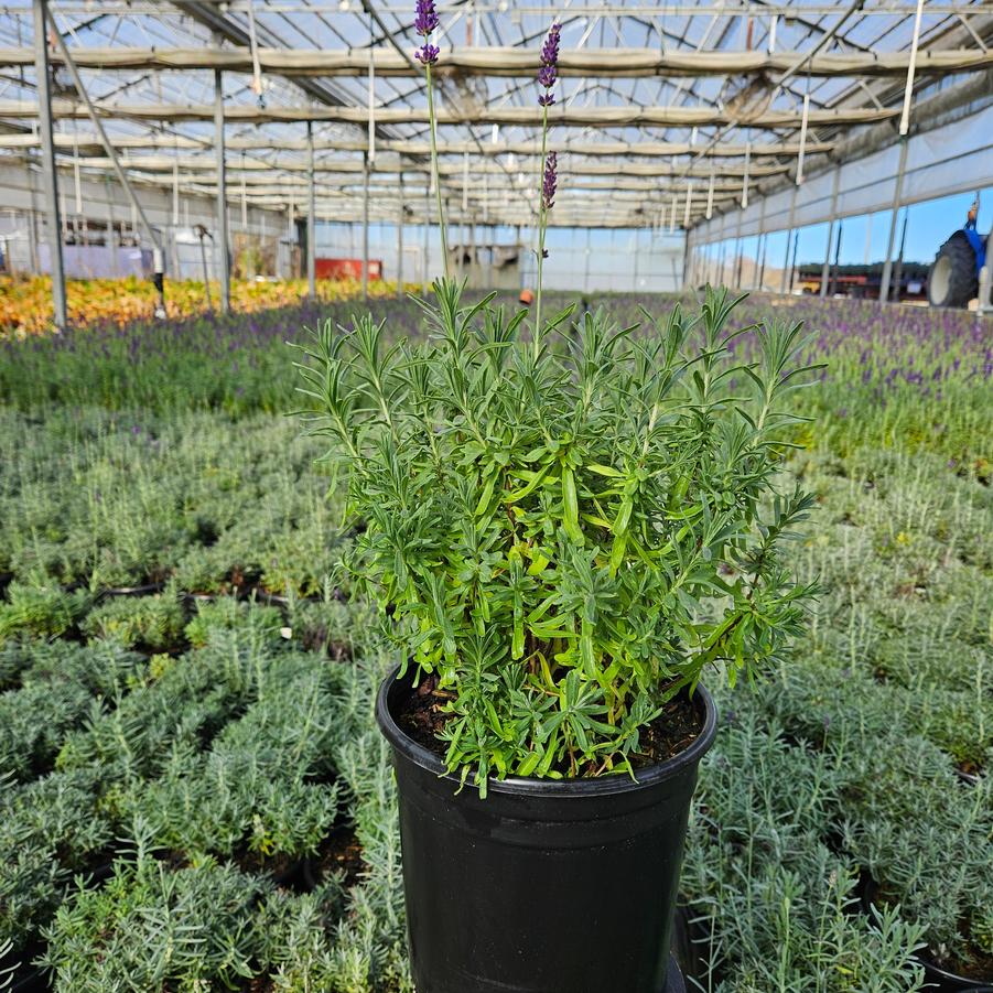 Lavandula ang. 'Hidcote'