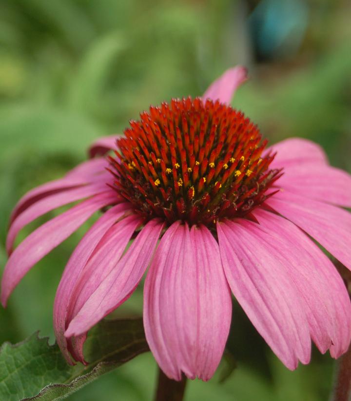 Echinacea Magnus