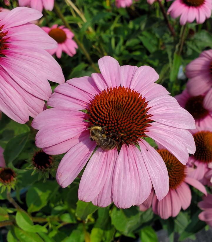 Echinacea 'Prairie Splendor'