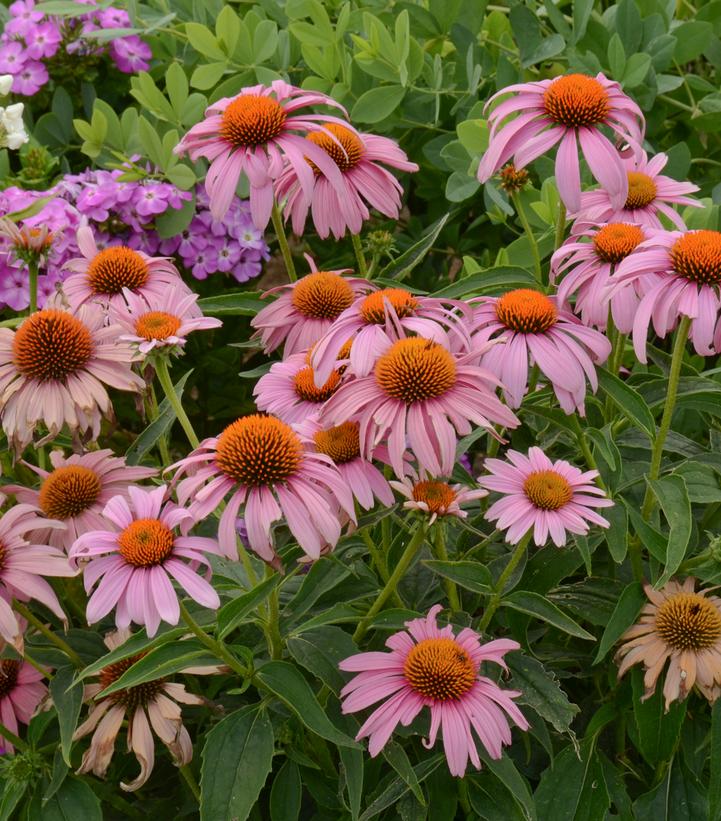 Echinacea 'Prairie Splendor'