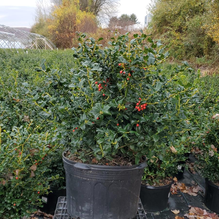 Ilex X meserveae China Girl