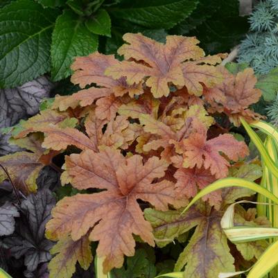 Heucherella hybrid Fun and Games® Fun and Games® Hopscotch