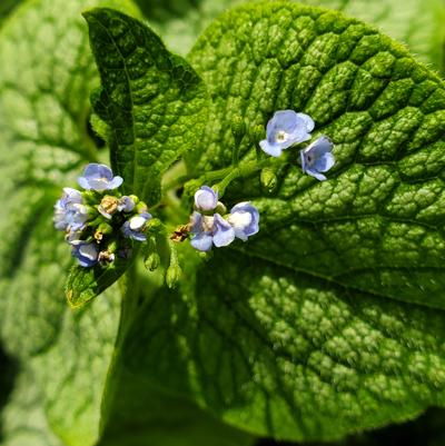 Brunnera macrophylla 'Jack of Diamonds'