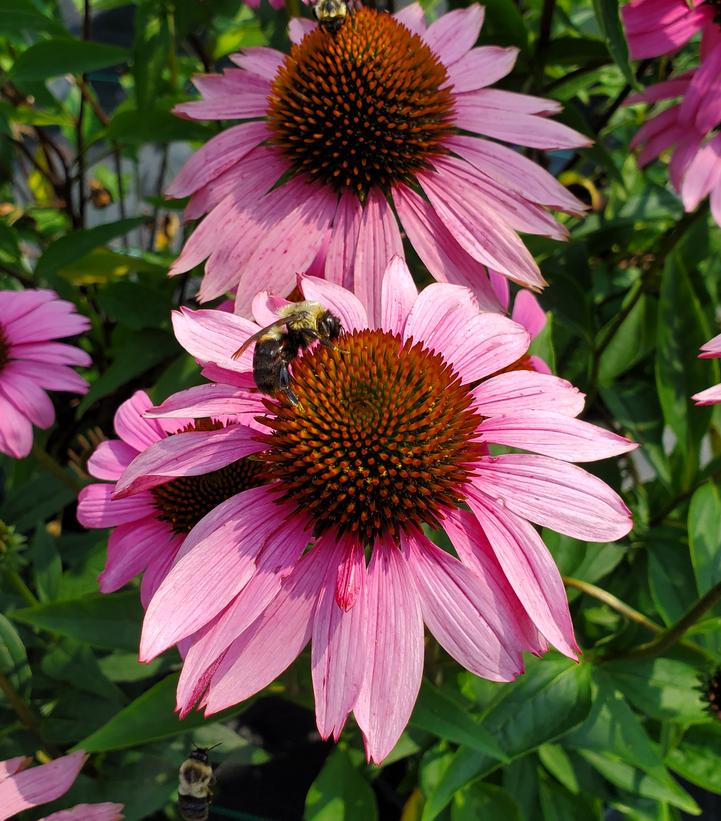 Echinacea Ruby Star