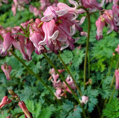 Dicentra 'Pink Diamonds'