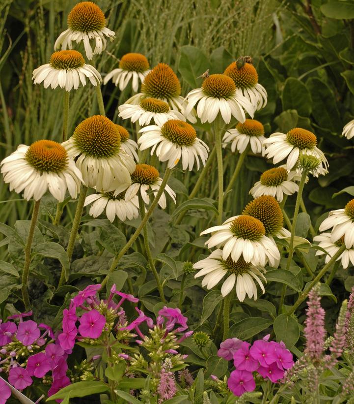 Echinacea White Swan