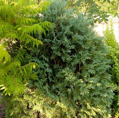 Thuja occidentalis Technito®