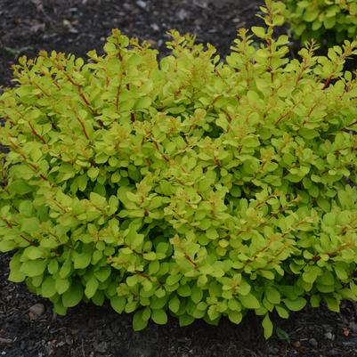 Berberis WorryFree® Lemon Glow®