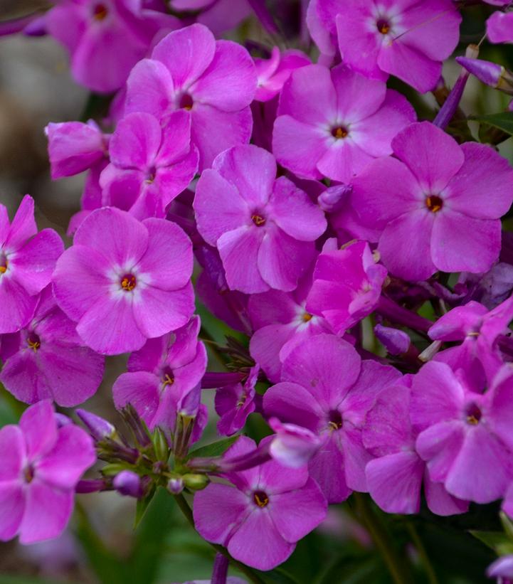 Phlox x 'Baby Doll Pink'