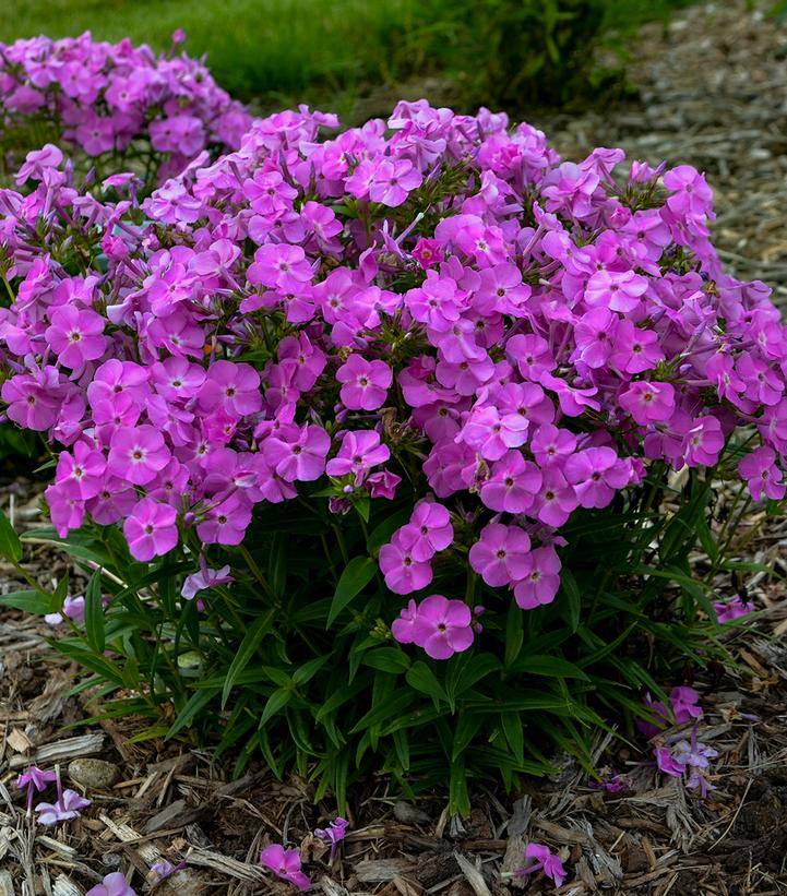 Phlox x 'Baby Doll Pink'