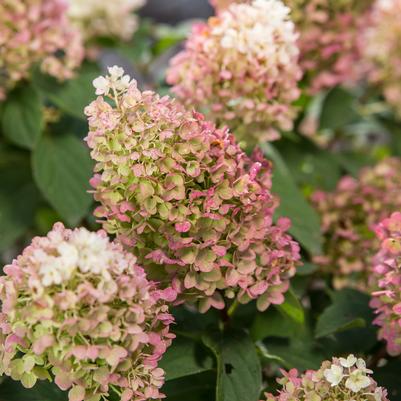 Hydrangea pan. Little Hottie® Panicle Hydrangea