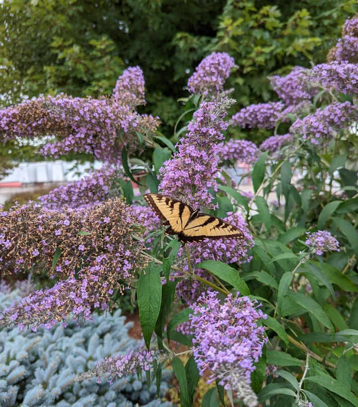 Buddleia 'Grand Cascade'