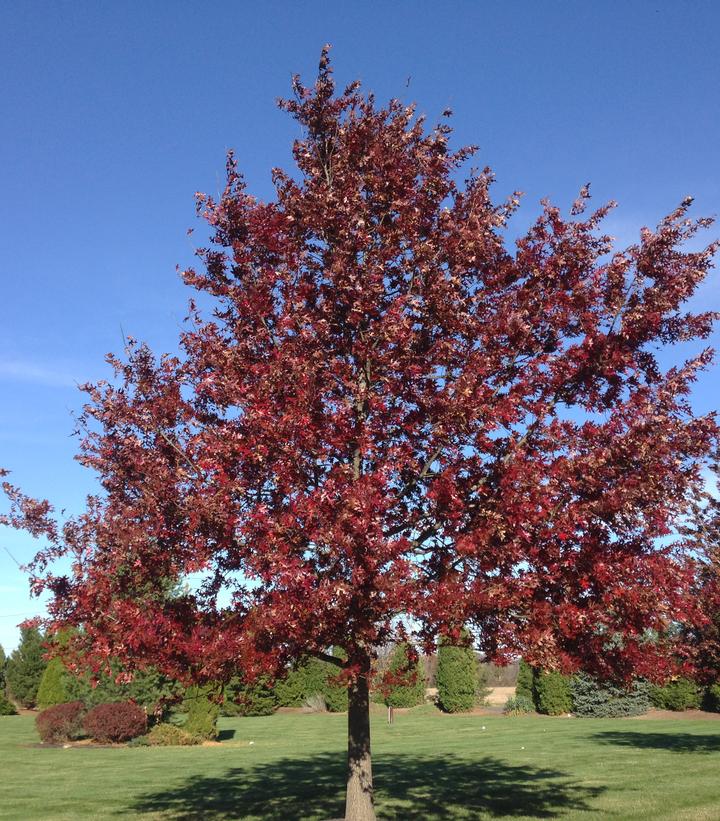 Quercus coccinea 