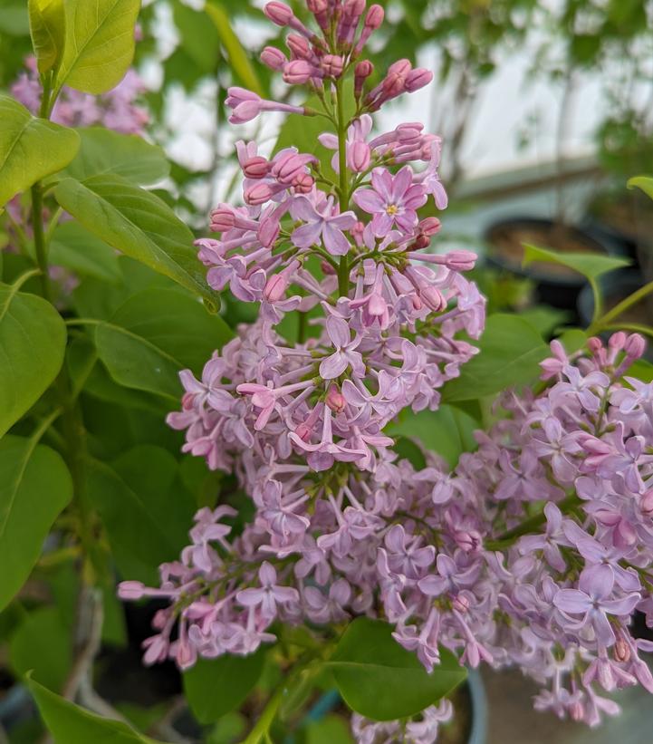 Syringa vulgaris 