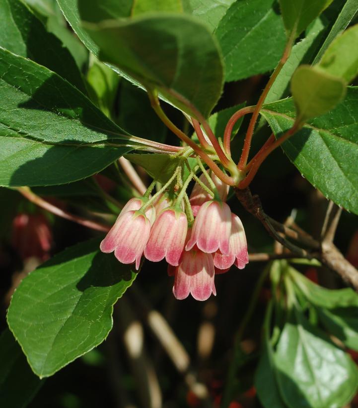 Enkianthus campanulatus 